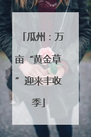 瓜州：万亩“黄金草”迎来丰收季