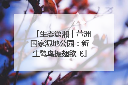 生态潇湘｜萱洲国家湿地公园：新生鹭鸟振翅欲飞