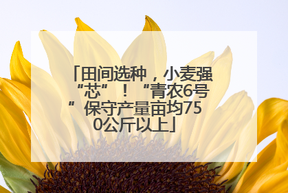 田间选种，小麦强“芯”！“青农6号”保守产量亩均750公斤以上