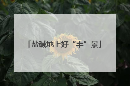 盐碱地上好“丰”景