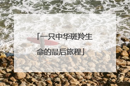 一只中华斑羚生命的最后旅程