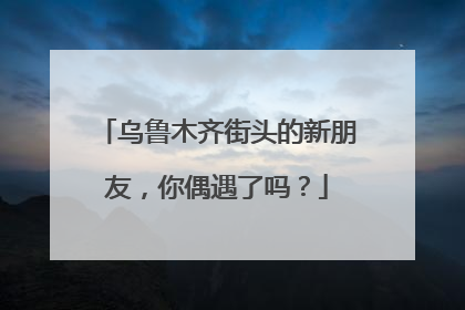 乌鲁木齐街头的新朋友，你偶遇了吗？