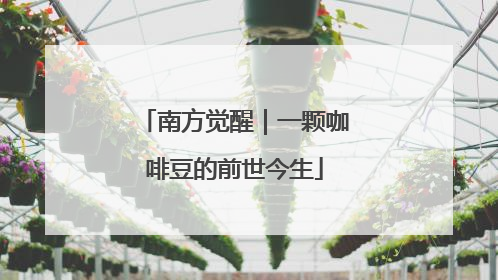 南方觉醒｜一颗咖啡豆的前世今生