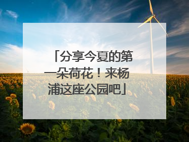 分享今夏的第一朵荷花！来杨浦这座公园吧