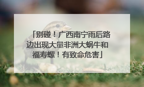 别碰！广西南宁雨后路边出现大量非洲大蜗牛和福寿螺！有致命危害