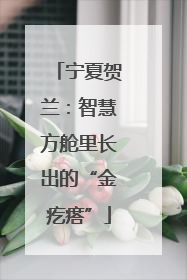 宁夏贺兰：智慧方舱里长出的“金疙瘩”