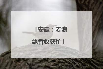 安徽：麦浪飘香收获忙