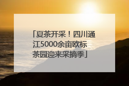 夏茶开采！四川通江5000余亩欧标茶园迎来采摘季