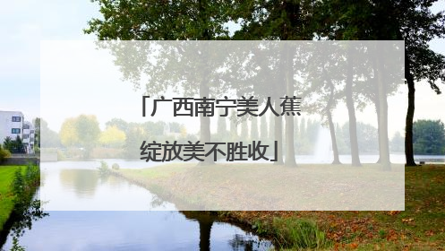 广西南宁美人蕉绽放美不胜收