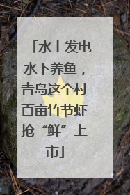 水上发电水下养鱼，青岛这个村百亩竹节虾抢“鲜”上市