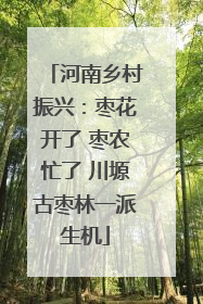 河南乡村振兴：枣花开了 枣农忙了 川塬古枣林一派生机
