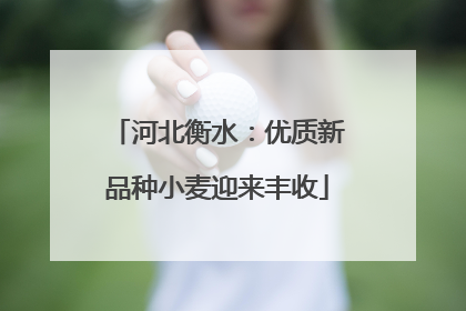 河北衡水：优质新品种小麦迎来丰收