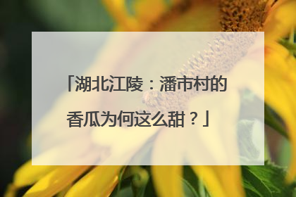 湖北江陵：潘市村的香瓜为何这么甜？
