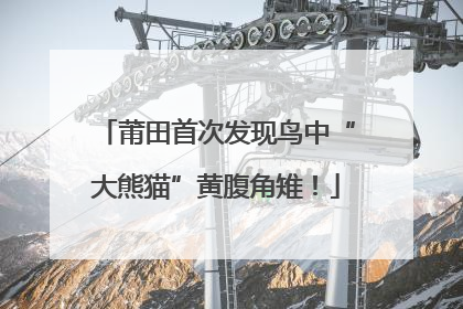 莆田首次发现鸟中“大熊猫”黄腹角雉！