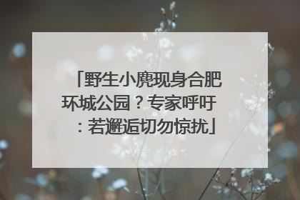 野生小麂现身合肥环城公园？专家呼吁：若邂逅切勿惊扰