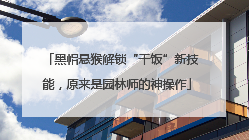 黑帽悬猴解锁“干饭”新技能，原来是园林师的神操作