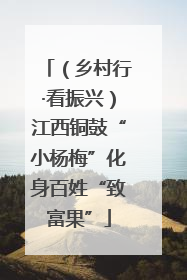 （乡村行·看振兴）江西铜鼓“小杨梅”化身百姓“致富果”
