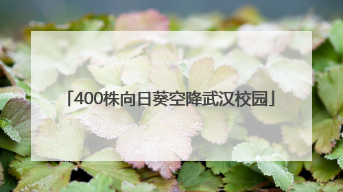 400株向日葵空降武汉校园